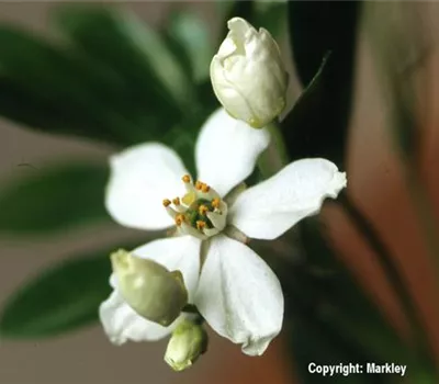 Choisya ternata Choisya ternata