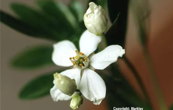 Choisya ternata Choisya ternata