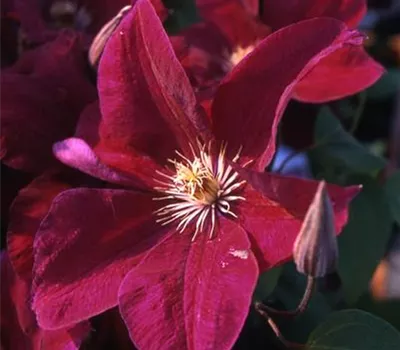 Clematis 'Rouge Cardinal'