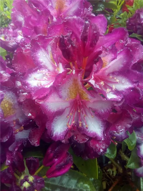 rhododendron marie fortie Rhododendron 'Marie Fortier' - 25 litre Red  Cedar Nursery