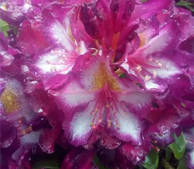 Rhododendron Hybr.'Pushy Purple' -R-