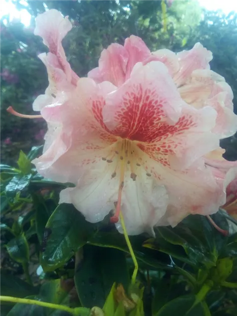 Rhododendron Hybr. i.S. INKARHO R, Rhododendron-Hybride i.S. INKARHO R -  GartenBaumschule Fuhs
