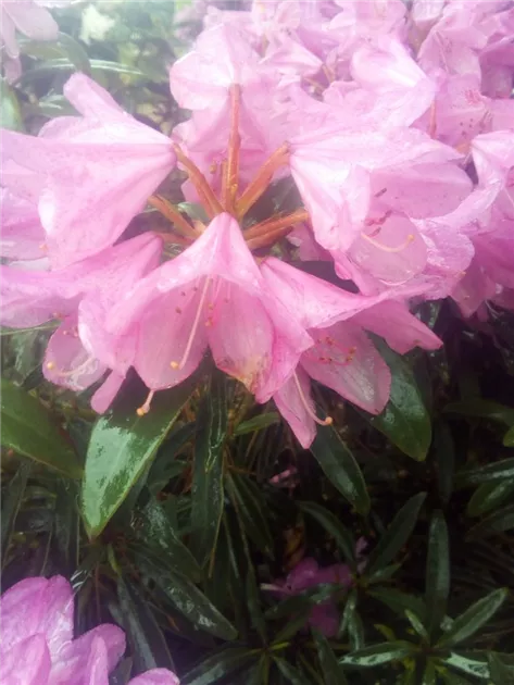 Rhododendron Hybr. i.S. INKARHO R, Rhododendron-Hybride i.S. INKARHO R -  GartenBaumschule Fuhs