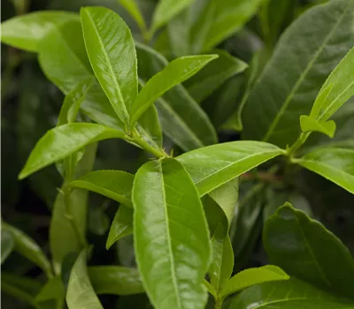 Prunus lauroc. 'Mount Vernon'