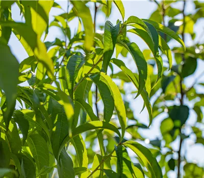 Prunus persica 'Revita' -S- CAC Prunus persica 'Revita' -S- CAC