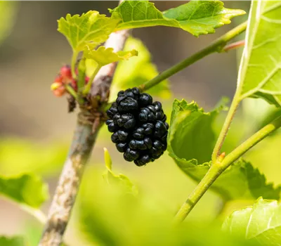Morus rotundiloba 'Mojo Berry'