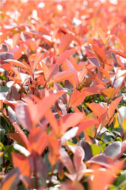 illicium plants Illicium Parviflorum