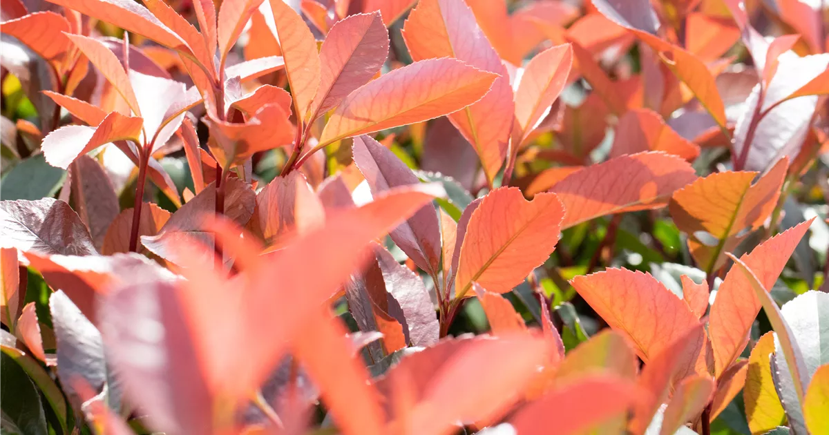 Photinia fraseri 'Little Fenna', Glanzmispel 'LIttle Little Fenna' -  GartenBaumschule Fuhs