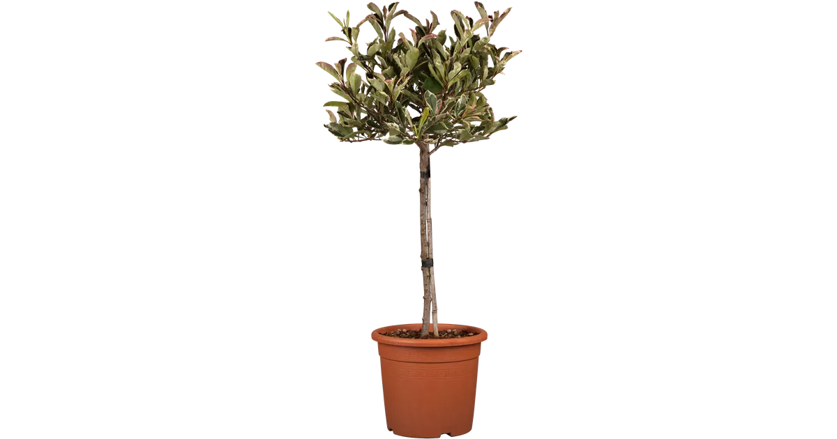 Photinia fraseri 'Pink Marble' -R-, Glanzmispel 'Pink Marble' -R- -  GartenBaumschule Fuhs