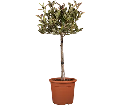Photinia fraseri 'Pink Marble' -R-