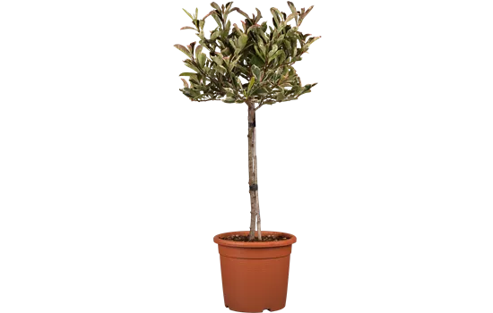 Photinia fraseri 'Magical Volcano', Glanzblatt - GartenBaumschule Fuhs
