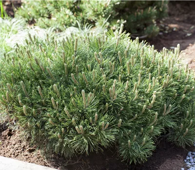 Pinus mugo pumilio Pinus mugo pumilio