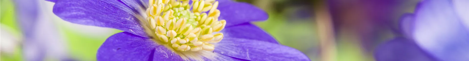 Anemone blanda, blau Anemone blanda, blau