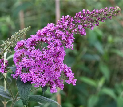 Buddleja 'Border Beauty' Buddleja 'Border Beauty'