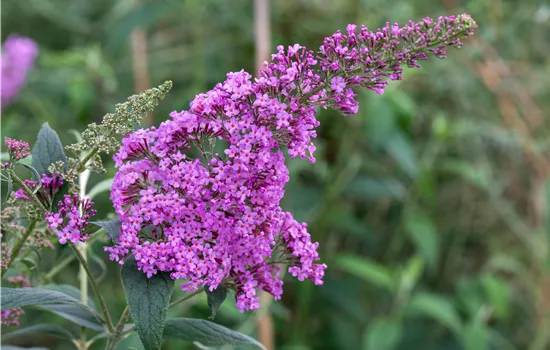 Buddleja 'Border Beauty' Buddleja 'Border Beauty'