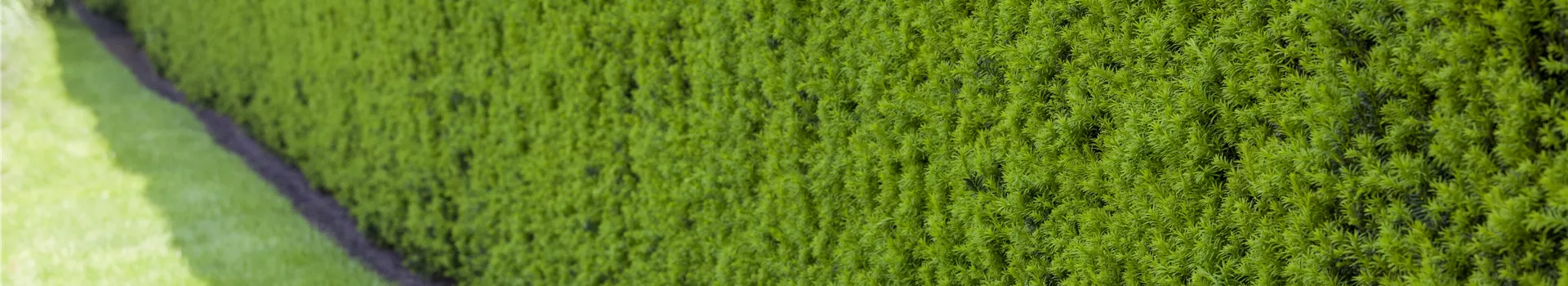 Taxus baccata Taxus baccata