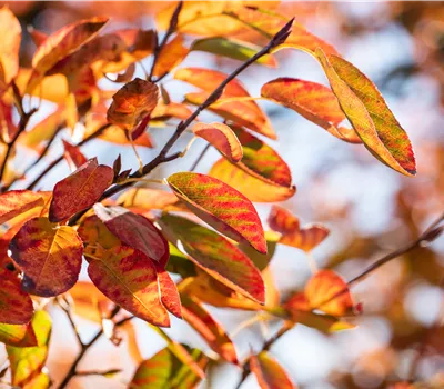 Amelanchier canad. 'October Flame'