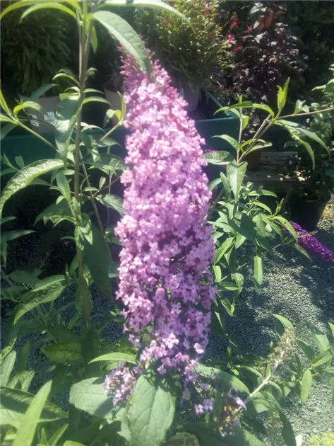 Buddleja 'Pink Delight', Schmetterlingsstrauch 'Pink Delight' -  GartenBaumschule Fuhs