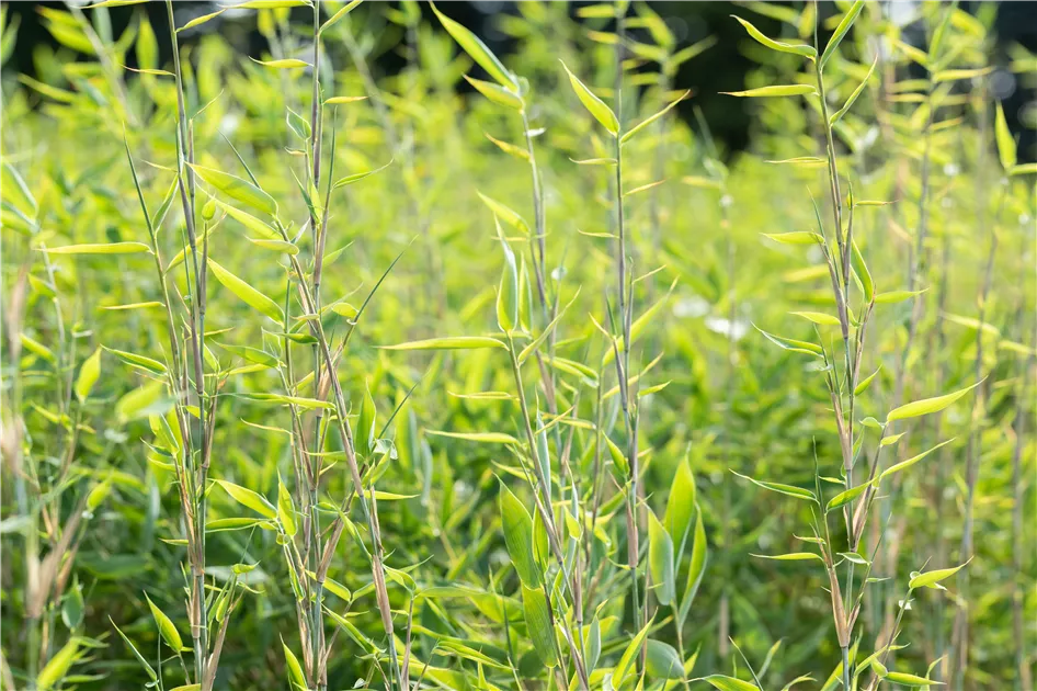 Fargesia murieliae 'Blue Lizard' S, Gartenbambus 'Blue Lizard' -  GartenBaumschule Fuhs