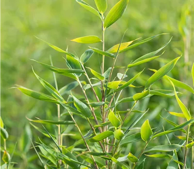 Fargesia murieliae 'Blue Lizard' S Fargesia murieliae 'Blue Lizard' S