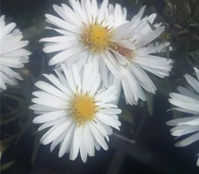 Aster dumosus 'Apollo' Aster dumosus 'Apollo'
