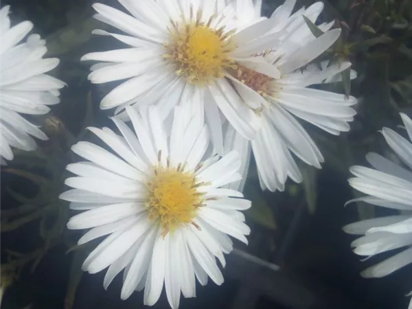 Aster dumosus 'Apollo'