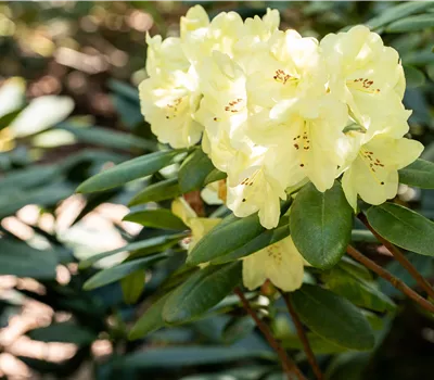Rhododendron keiskei 'Patty Bee' Rhododendron keiskei 'Patty Bee'