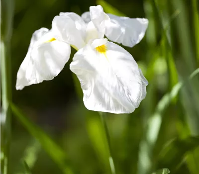 Iris kaempferi Iris kaempferi