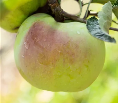 Malus 'Eifeler Rambur' CAC
