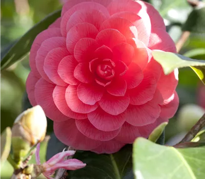 Camellia japonica 'Nuccio's Cameo' Camellia japonica 'Nuccio's Cameo'
