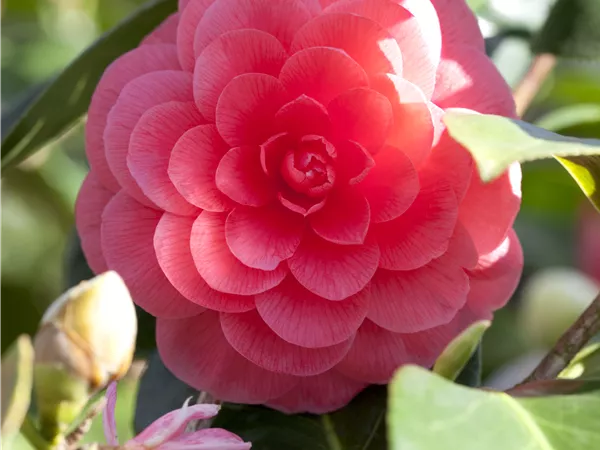 Camellia japonica 'Nuccio's Cameo' Camellia japonica 'Nuccio's Cameo'