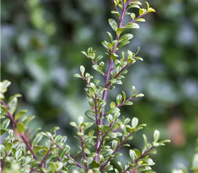 Ilex crenata 'Glorie Gem'