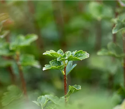 Ribes alpinum 'Schmidt'