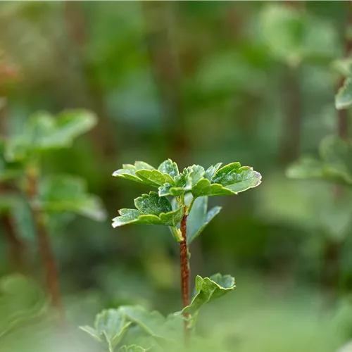 Ribes alpinum 'Schmidt'