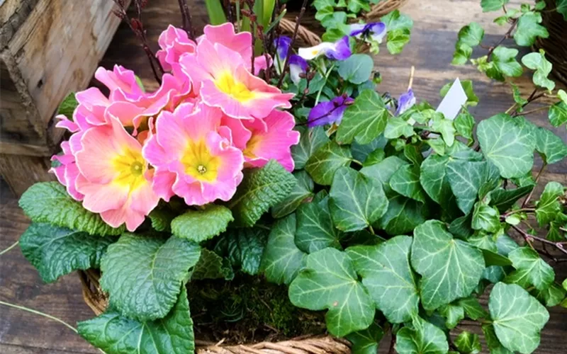 Bepfl. Korb Primel.jpeg