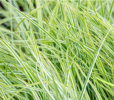 Carex oshimensis 'Everest'