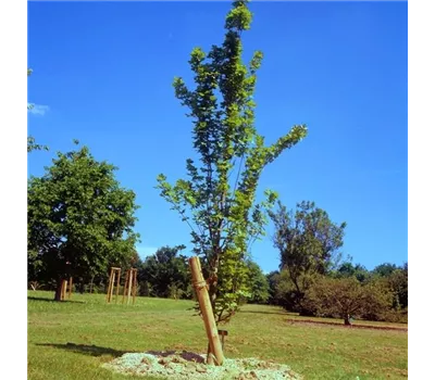 Acer campestre 'Green Column' Acer campestre 'Green Column'
