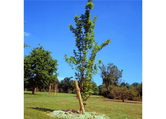 Acer campestre 'Green Column' Acer campestre 'Green Column'