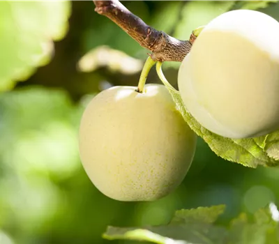 Prunus syr.'Aprimira' -S- CAC