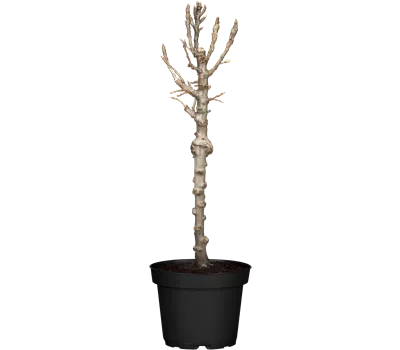 Pyrus com. 'Luisa' CAC Pyrus com. 'Luisa' CAC