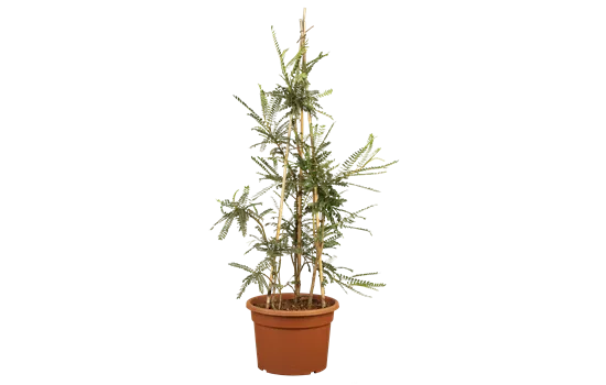 Sophora microphylla 'Sun King' Sophora microphylla 'Sun King'