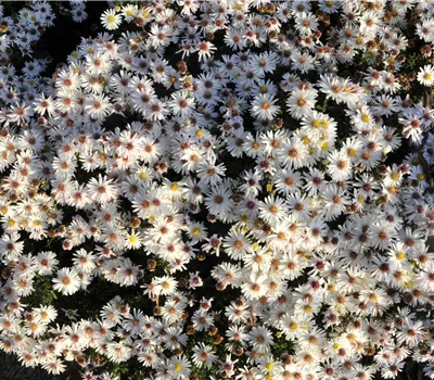 Aster dumosus 'Kristina'