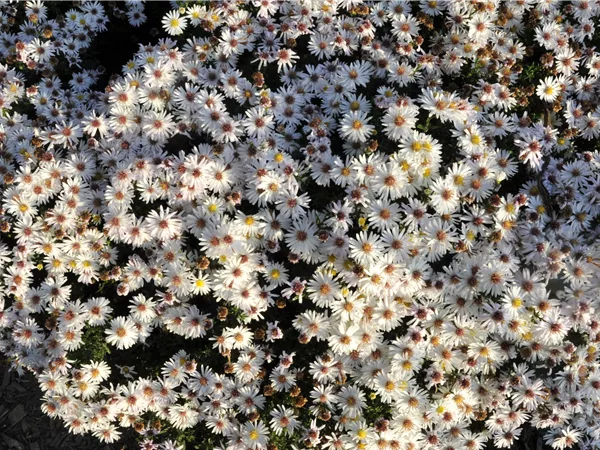 Aster dumosus 'Kristina'