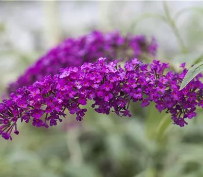 Buddleja dav. 'Royal Red' -R- Buddleja dav. 'Royal Red' -R-