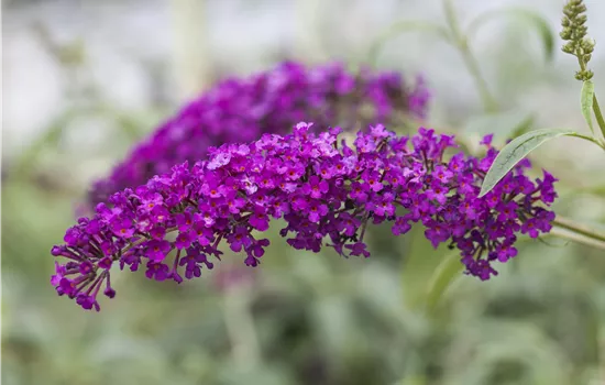 Buddleja dav. 'Royal Red' -R- Buddleja dav. 'Royal Red' -R-
