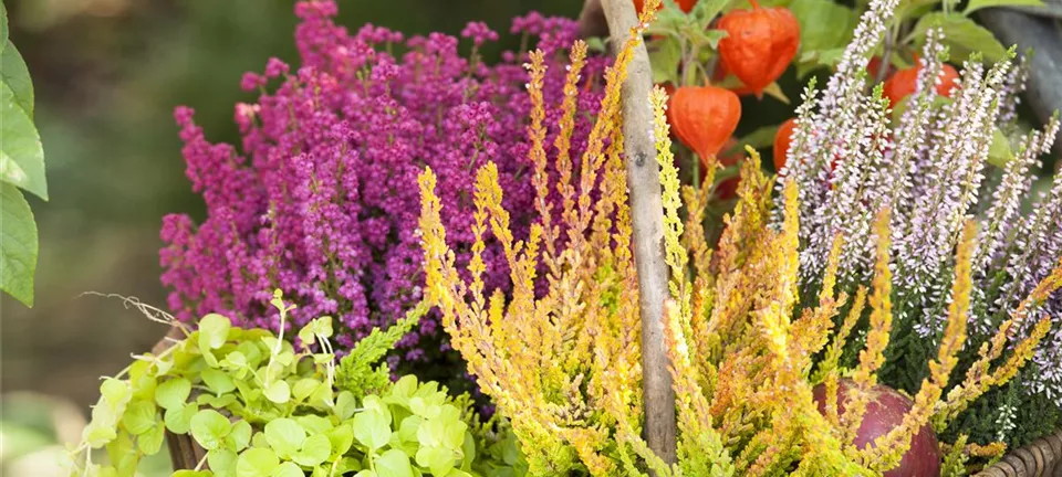 Ab in die Kiste! Herbstliche Deko mit Besenheide Ab in die Kiste! Herbstliche Deko mit Besenheide