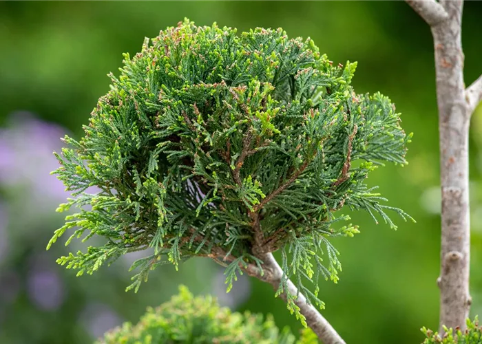 Nadelgehölze Nadelgehölze