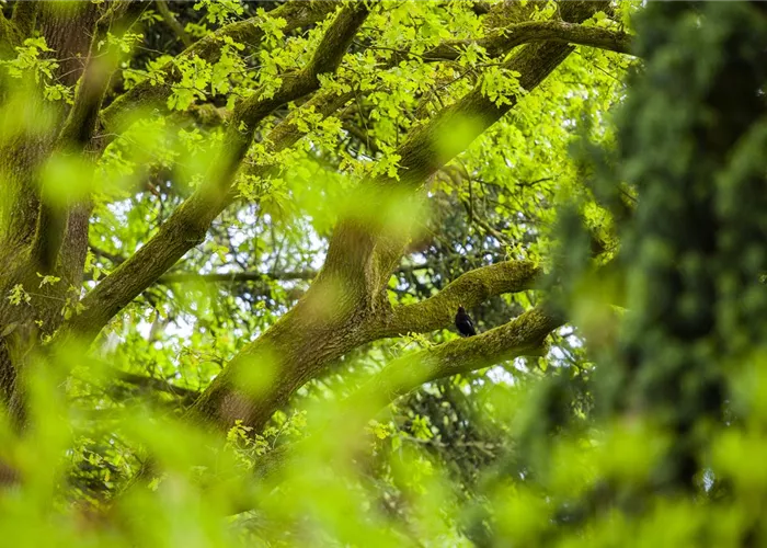 Haus- & Gartenbäume Haus- & Gartenbäume