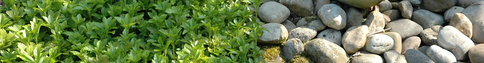 Pachysandra terminalis