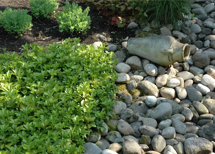 Bodendecker Bodendecker